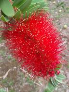 Blossom Bloom Red Flower in park