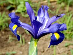 Iris Flower Pseudarocus at garden