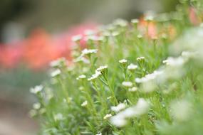 green and white Flowers and Garden