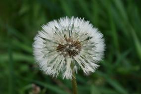 Dandelion Flower as a Summer Flowers