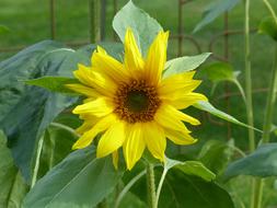 Sunflower Garden bloom