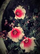 Flower Spring