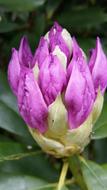 Water Lily Flower