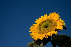 Sunflower Open against the background of a bright blue sky