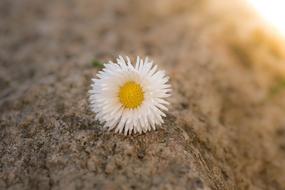 Daisy Flower Pointed