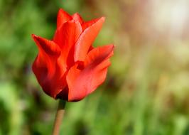 Tulip Flower Blossom