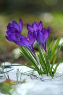Crocus Flowers Snow