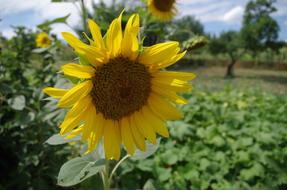 Yellow Oil Sunflower field