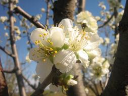 Close-up of the beautiful, white, yellow and green flowers on the branches, in the spring