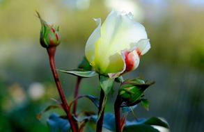 Rose Flower Bloom