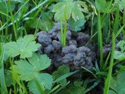 black pile of earth in blooms