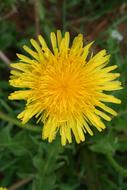 yellow dandelion and green grass