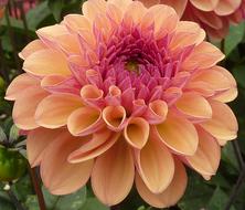 Dahlia Flower Orange