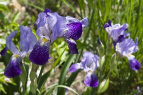 Iris Blue Flower on a sunny day