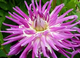 Dahlia Flower Violet in the garden close-up