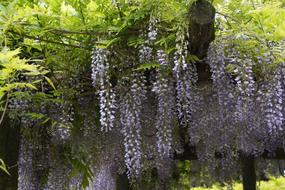 Wisteria Blue Rain Close Up