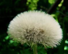 open fluffy flower bud
