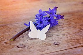 white butterfly and blue hyacinth