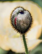 Close-up of the beautiful poppy flower bud, at blurred background