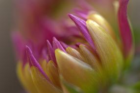 yellow and purple Dahlia Flower