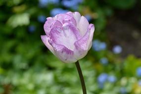 Tulip Flower Blossom