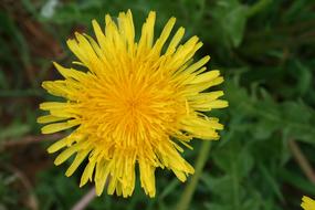 Dandelion Flower as an Summer Flowers