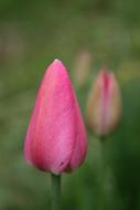 pink tulip bud on blurred background