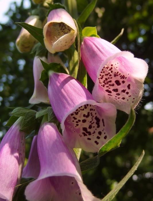 Pink Purple Foxglove Flowers