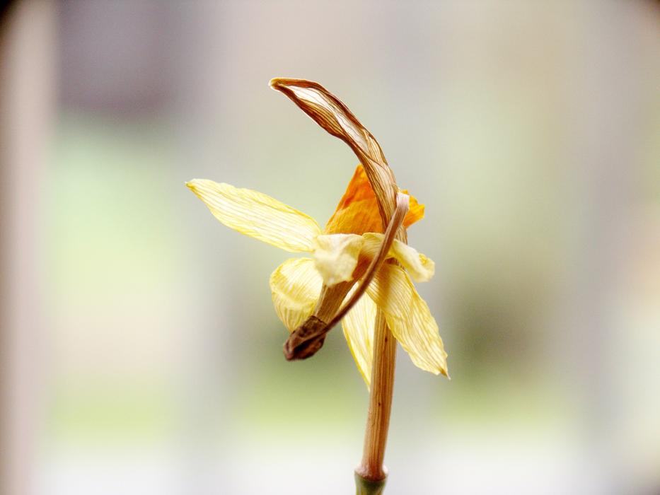 Narcissus Withered Faded
