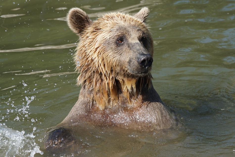 Bear Water