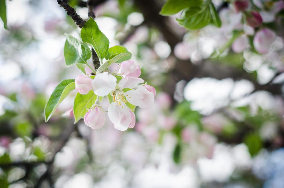 White Flowers Spring