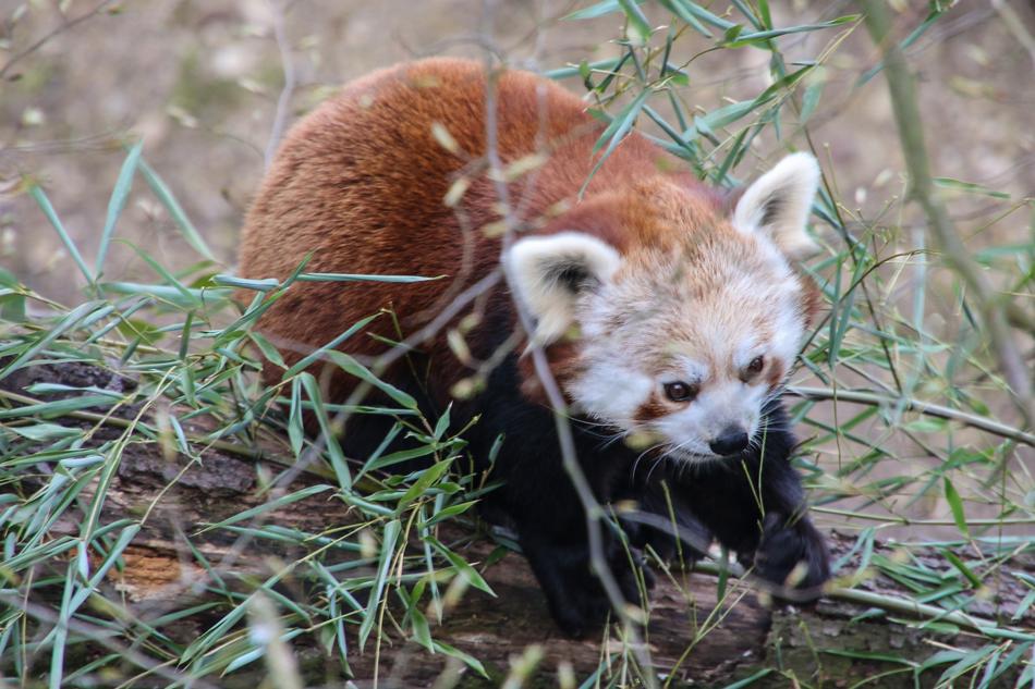 Panda Bear Red