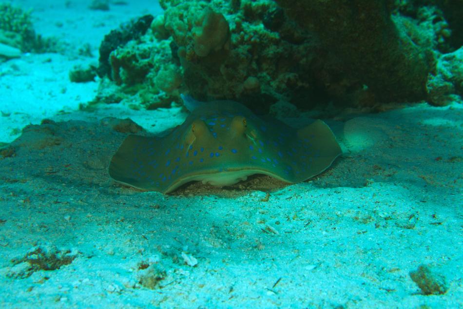 Underwater Diving World