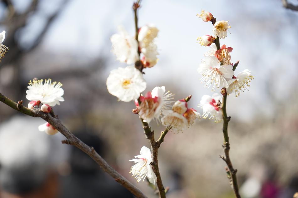 Plum Spring Flowers