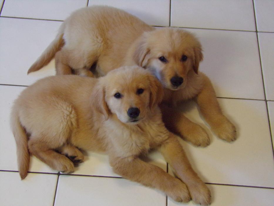 Golden Retrievers Gracie Charlie