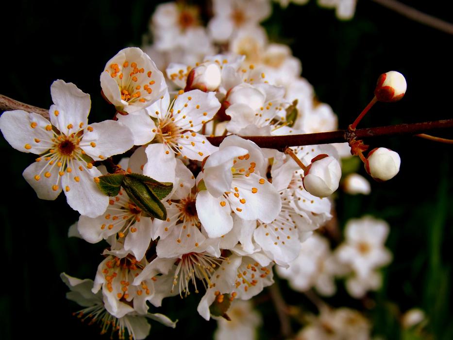 Flower White Spring