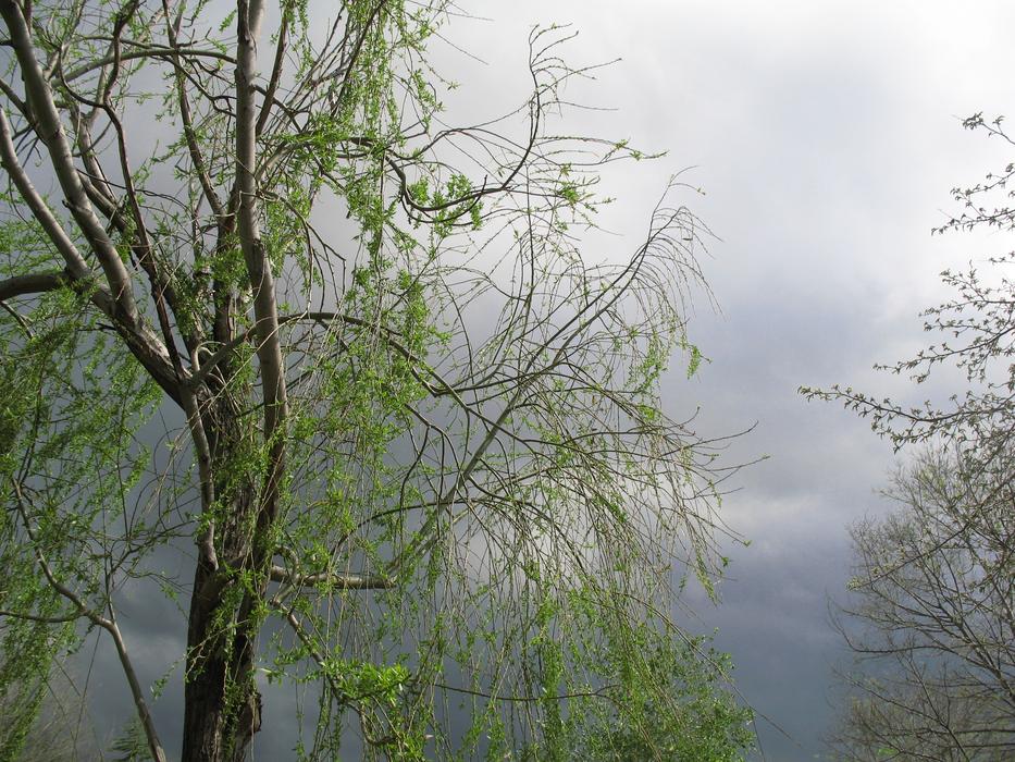 Tree Park Sky