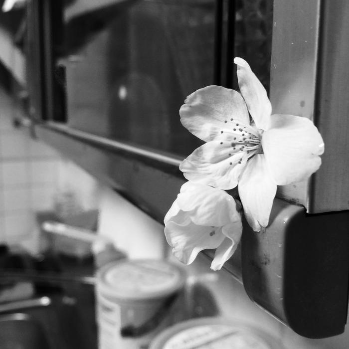White Flowers on shelf in Kitchen