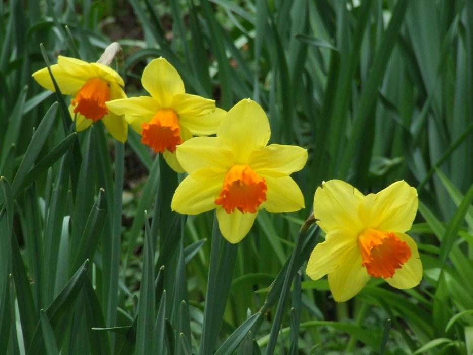 Daffodils Amaryllidaceae Narcissus flowers