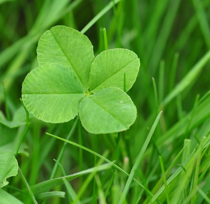 Four Leaf Clover Luck