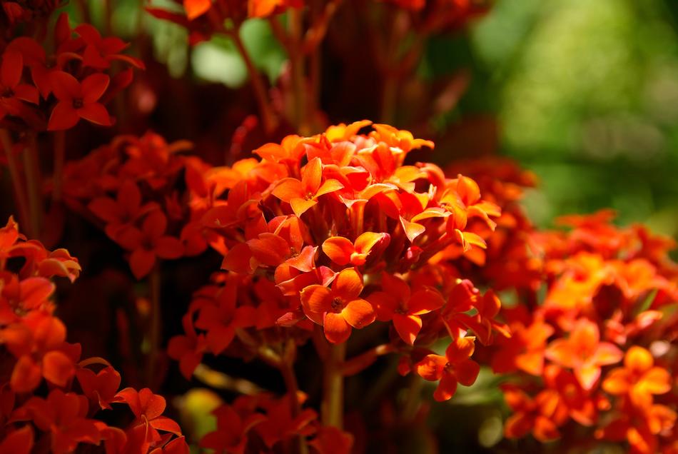 Petals of a red flower growing in the garden