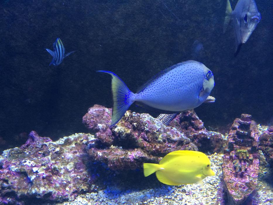In The Water Fish Marine