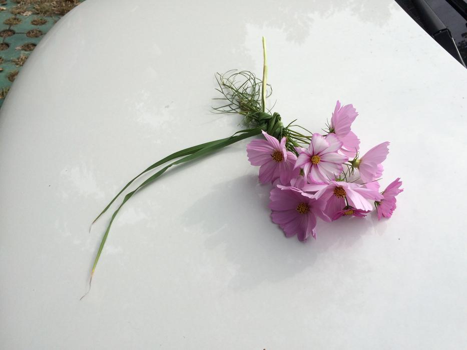 Close-up of the pink and white flowers on the shiny, white Polo car