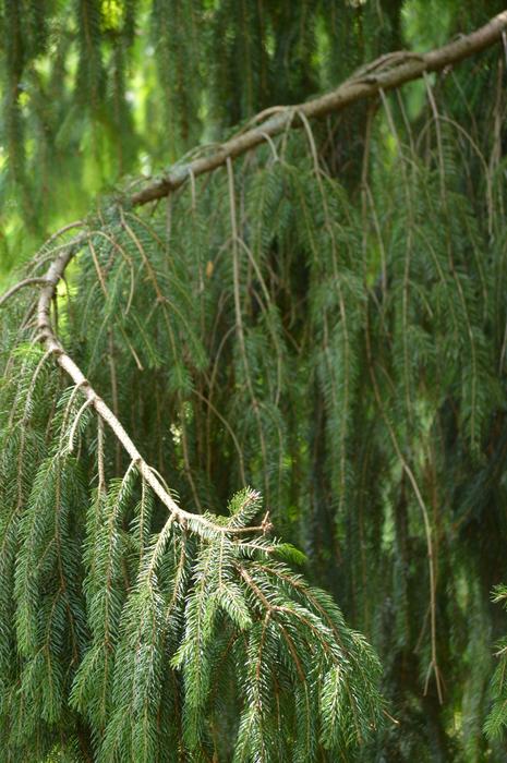 Bough Bend tree green needles