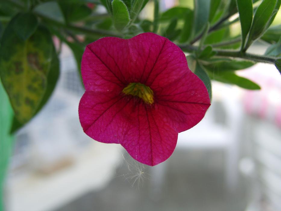 burgundy bud of climbing plant