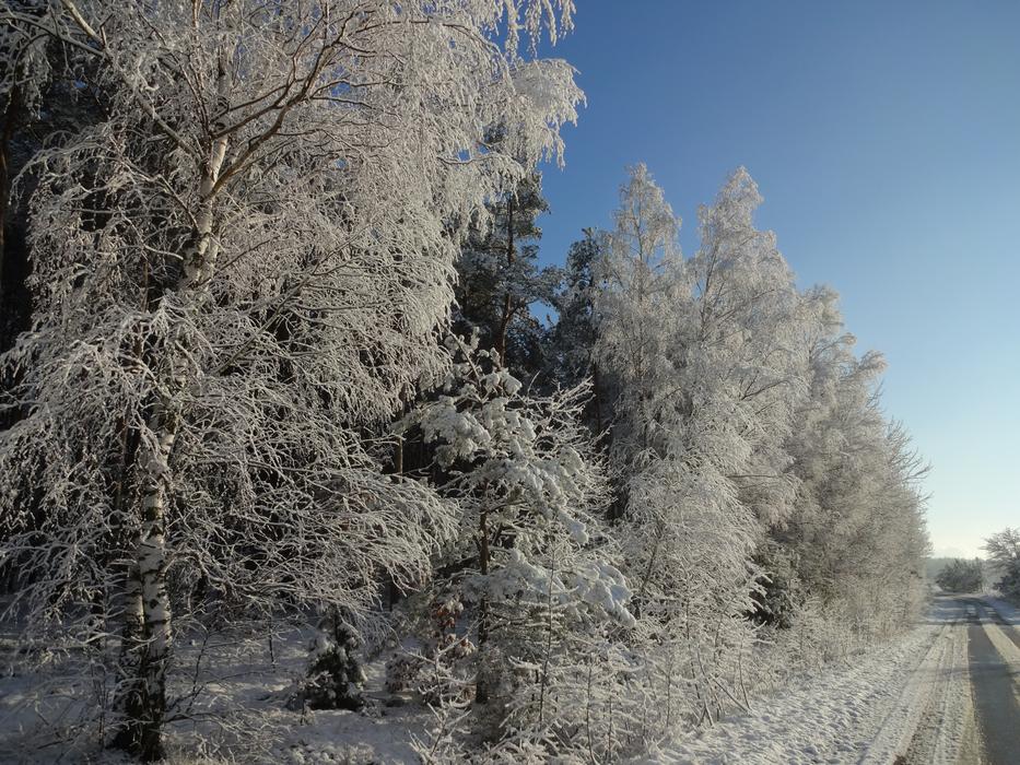 Winter Frost Biel