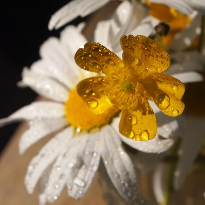 Buttercup Margriet Rain
