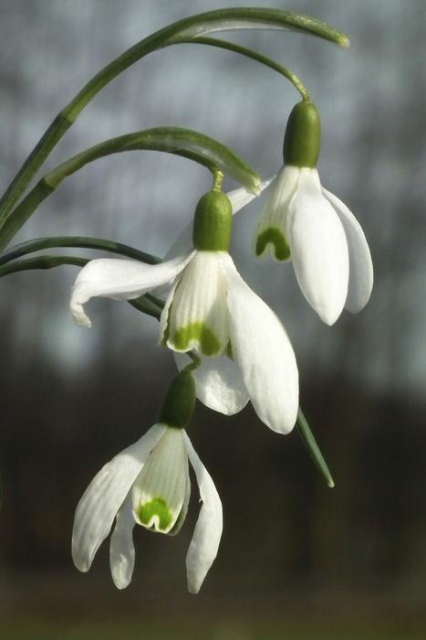 Snowdrop Blossom Bloom