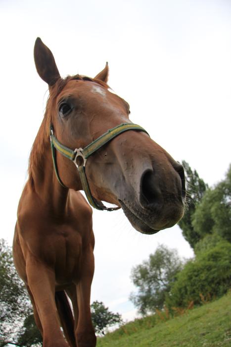 Horse Heaven Head