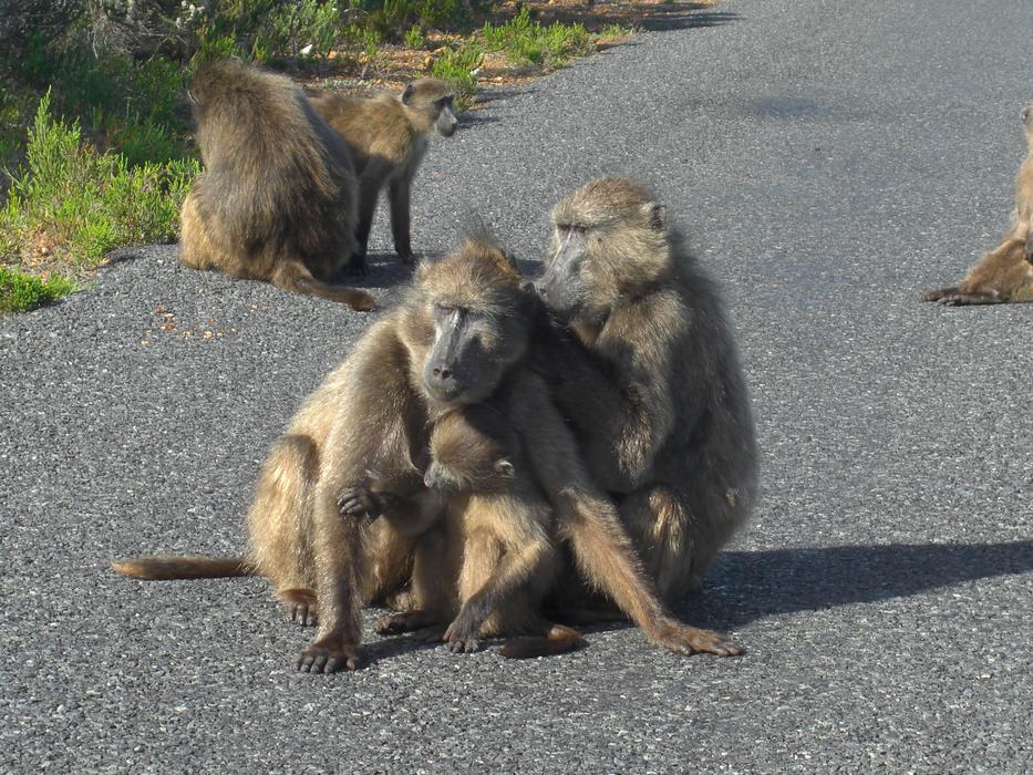 Ape South Africa monkeys